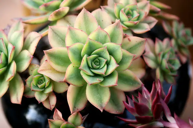 How To Prepare Well-Draining Soil For Succulent Plants