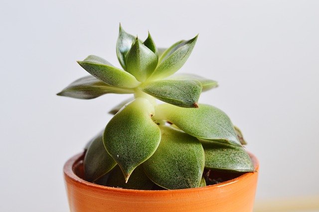 How To Care For Indoor Succulents