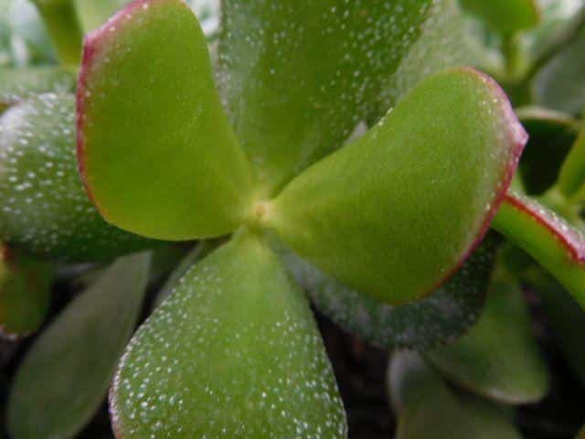 White spots on jade plant