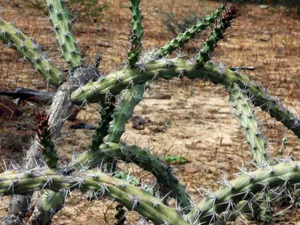 https://cactiguide.com/cactus/?genus=Cereus&species=albicaulis