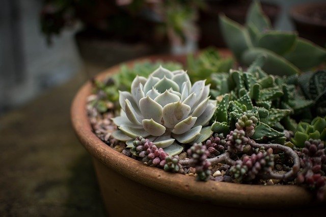 8 Tips On How Often To Water Succulents