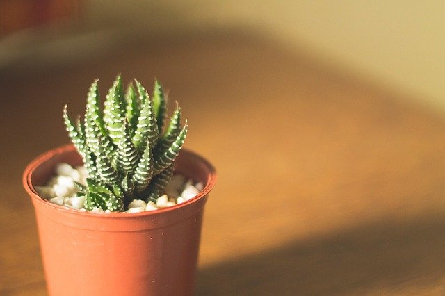 How to Plant Succulents to Grow Faster
