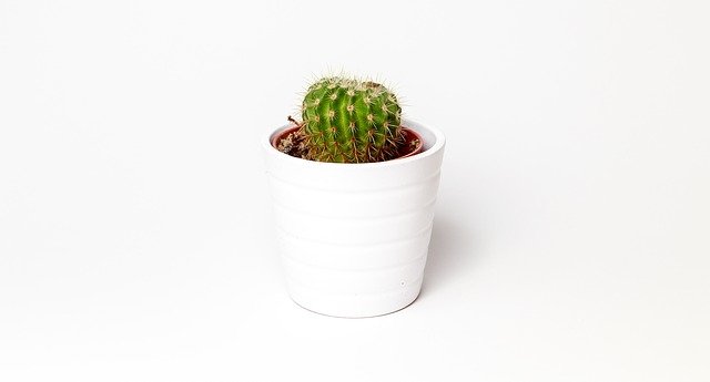 Cactus Frequently Asked Questions