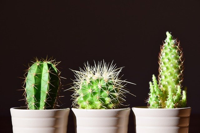 Are Cactus Thorns Poisonous? 