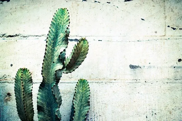 Are Cactus Thorns Poisonous? 