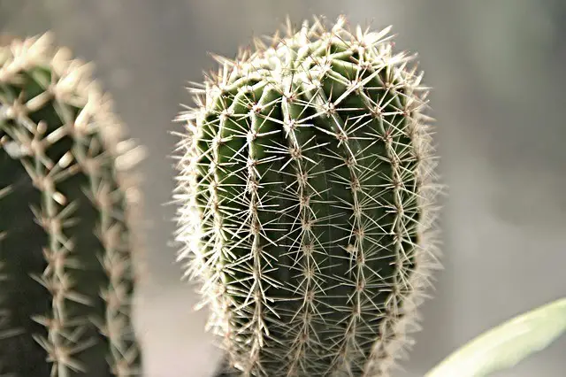 Cacti Propagation Guide