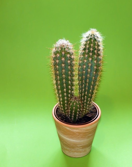 How Long Can a Cactus Live Without Water
