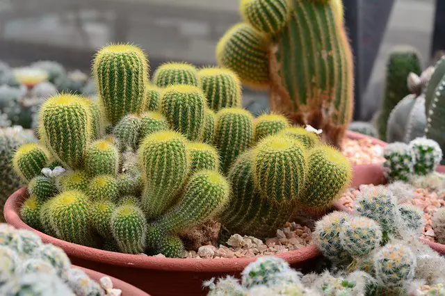 Grow Lights For Succulents Guide