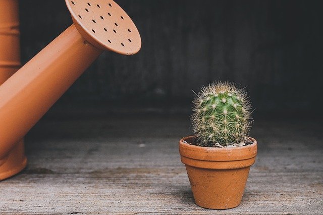 How Often to Water Cacti