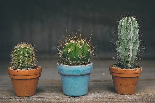 How to save a dying Cactus