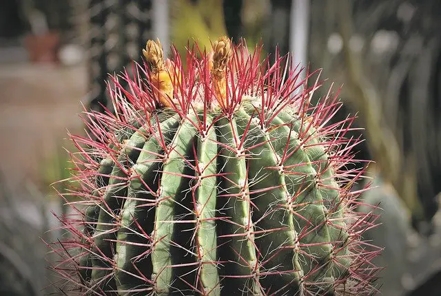 Cactus Is Which Type Of Plant