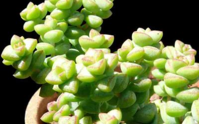 Crassula ‘Tom Thumb’