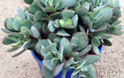 Crassula ‘Blue Bird’