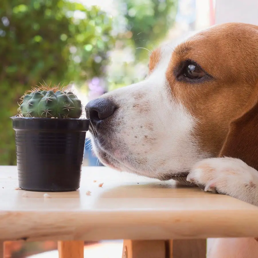 Are Cactuses Poisonous to Dogs