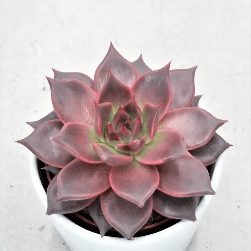 Top 9 Most Unique Red Succulents In The World!