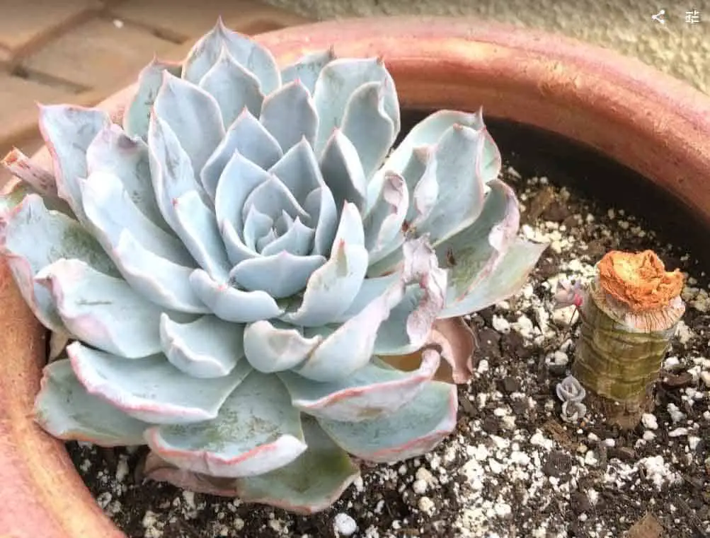Succulents Turning Brown