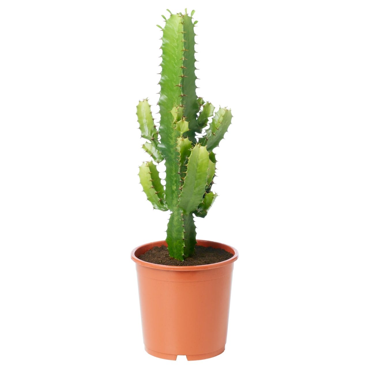 15 Poisonous Succulents (With Pictures) Succulents Network