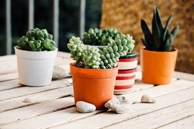 What’s Diffirence Between Succulents And Cacti? 