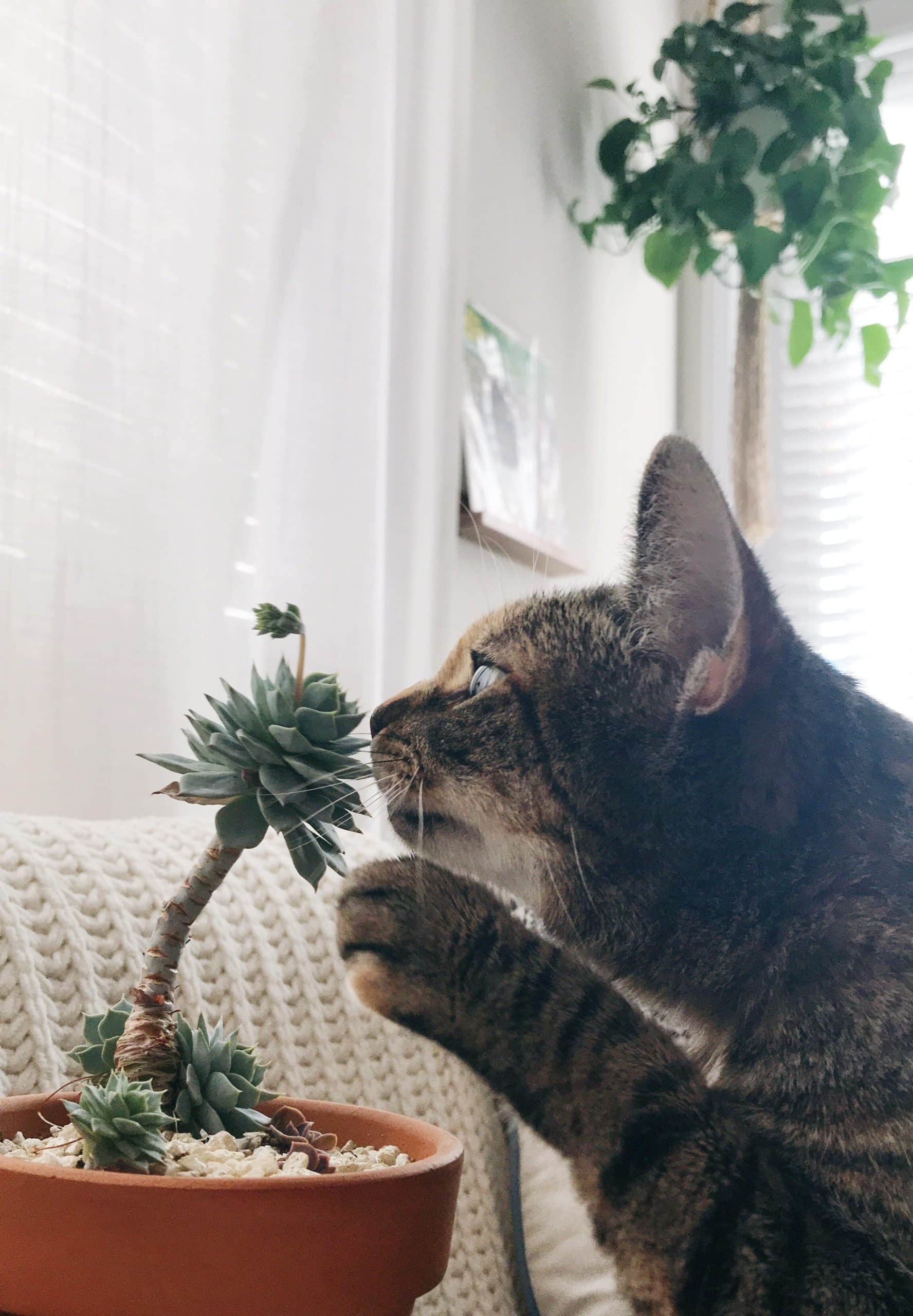 Are Cactuses Poisonous To Cats?
