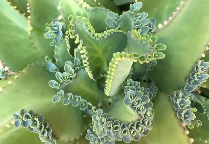 Mother of Millions VS Mother of Thousands
