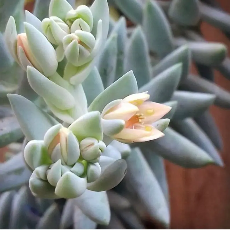 9 Amazing Blue Succulents 