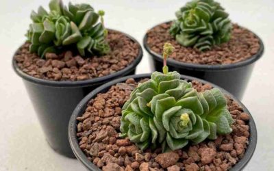 Crassula ‘Dorothy’