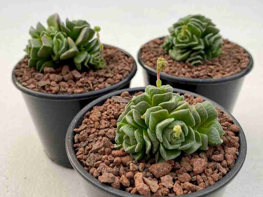 Crassula 'Dorothy'