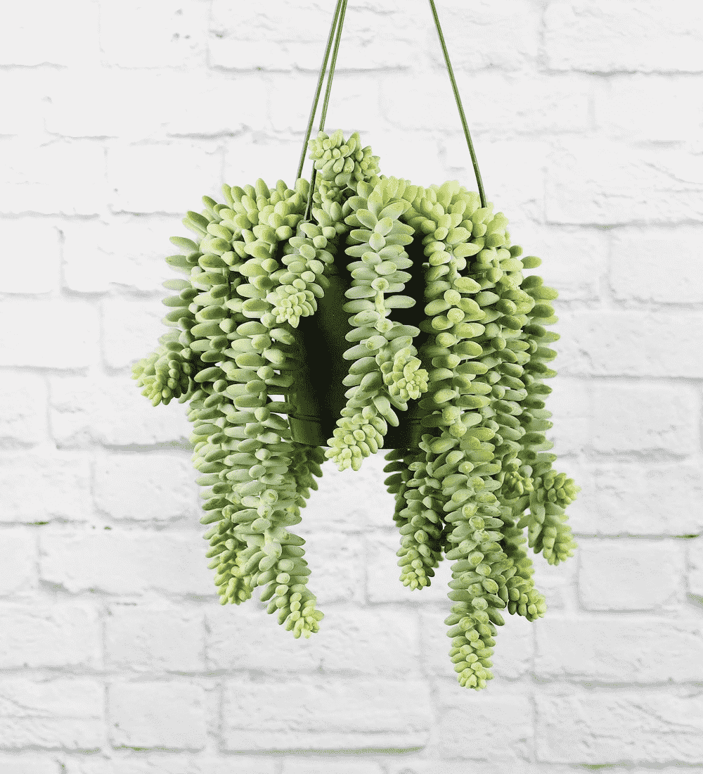How to take Care of String of Pearls Flowering