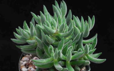 Crassula ‘Spurprise Party’