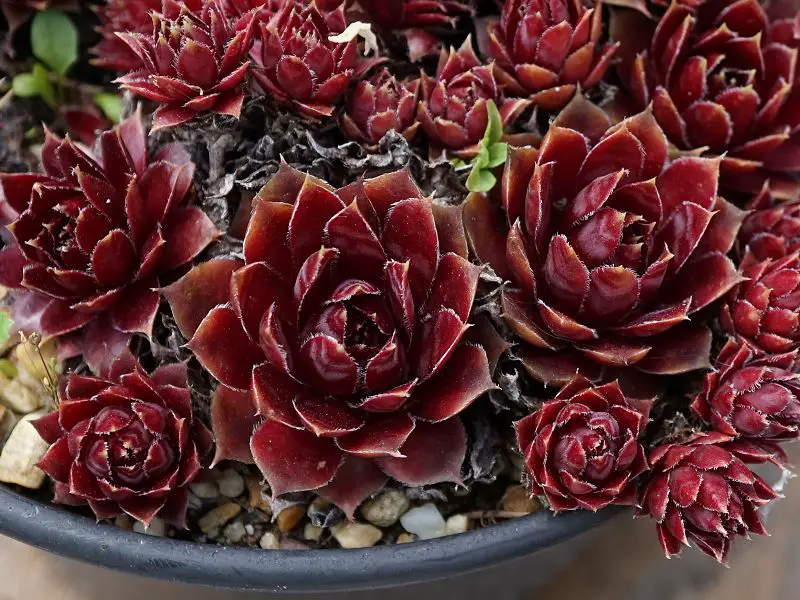 Top 9 Most Unique Red Succulents In The World!