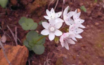 Crassula Capensis ‘Cape Snowdrop’