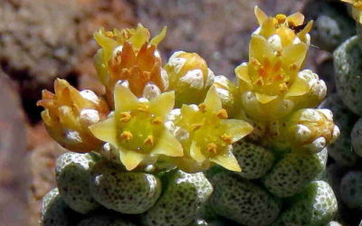 Crassula Corallina ‘Coral Crassula’