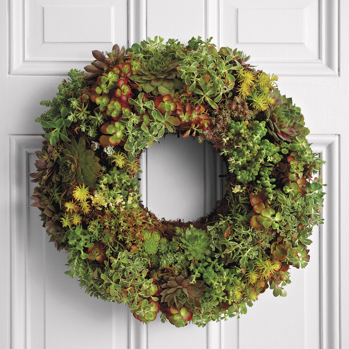 How to Make a Living Succulent Wreath