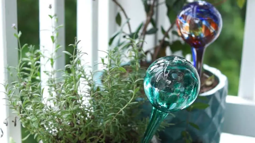 How Do Watering Globes Work Succulents Network