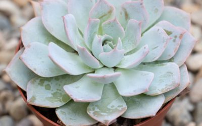 Echeveria Subsessillis ‘Morning Beauty’