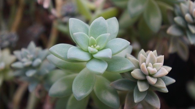 Why Are Succulent Leaves Falling Off?