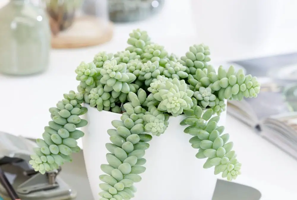 5 Mistakes You are Making With Your Succulents