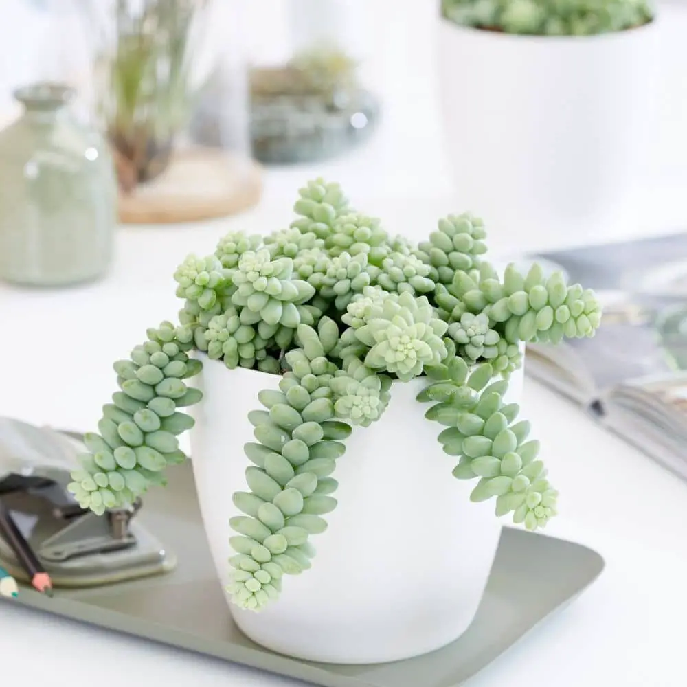 7 Types of String Succulents