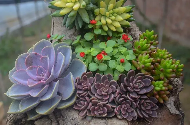 8 Tips On How Often To Water Succulents