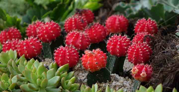 13 Rarest Cactus Plants In The World