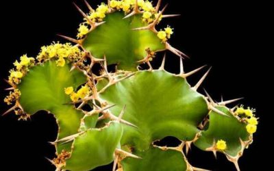 Euphorbia Grandicornis ‘Cow’s Horn’