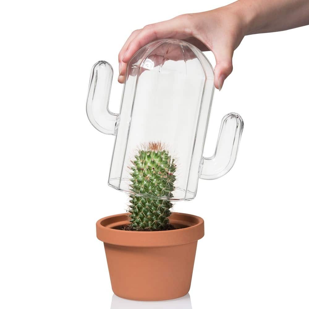 Build Your Own Cactus Terrarium