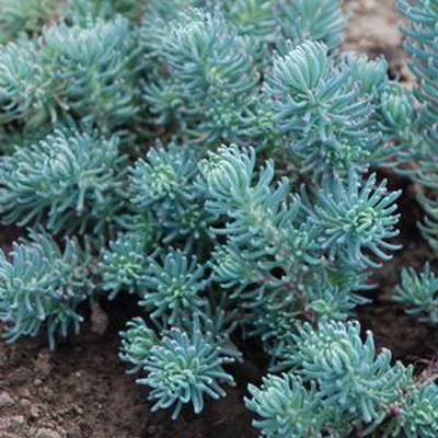 9 Amazing Blue Succulents 