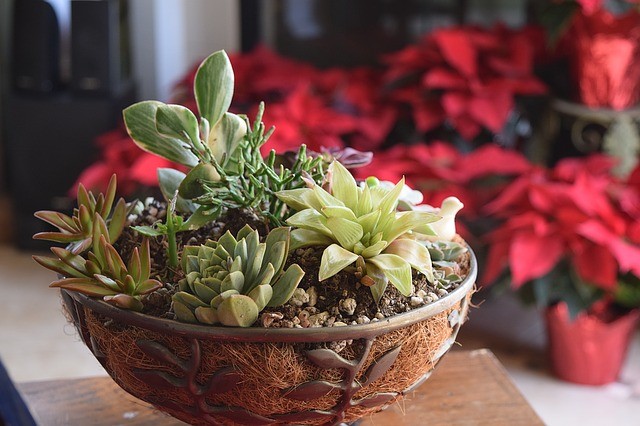 5 Mistakes You are Making With Your Succulents