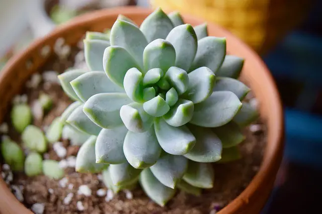 7 Places To Buy Succulents Online