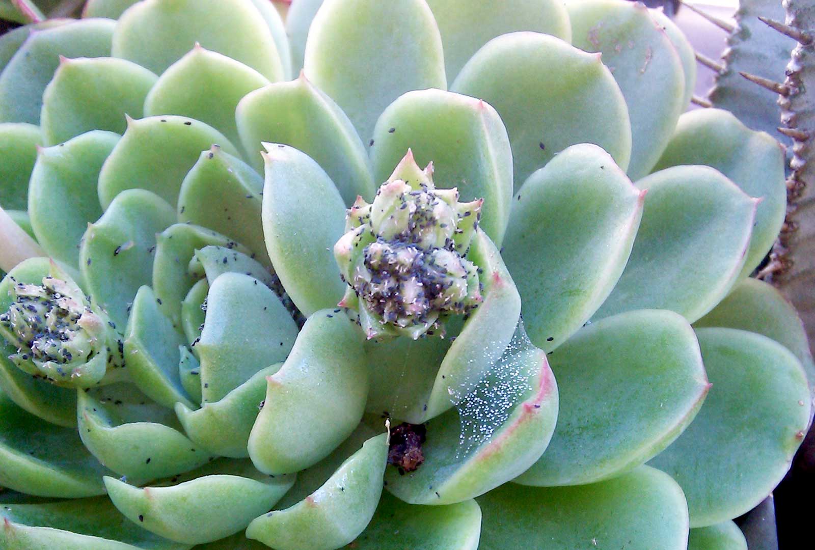 Common pests on succulents And Easy Treatments