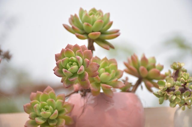 Grow Lights For Succulents Guide