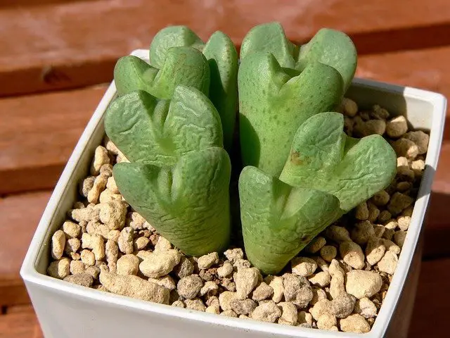 7 Places To Buy Succulents Online