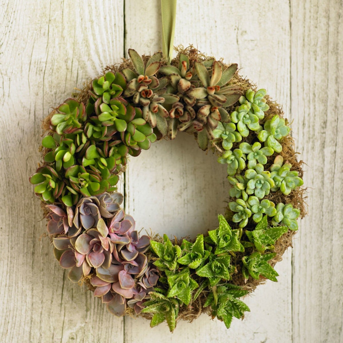 How to Make a Living Succulent Wreath