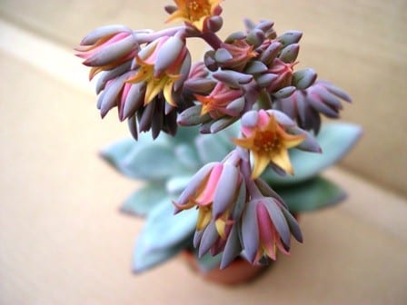 Succulents With Purple Flowers